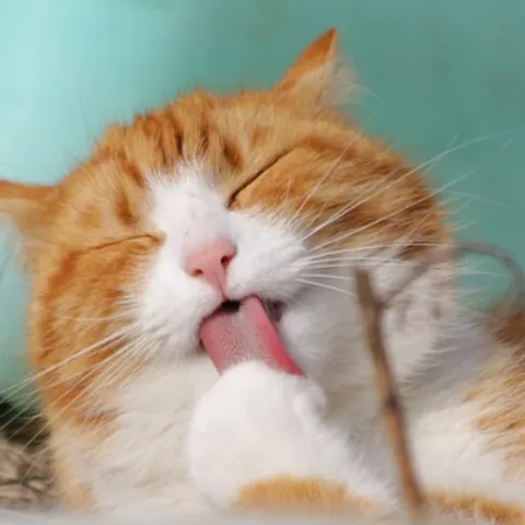 건강정보>>> 고양이 건강정보 반려묘 건강팁 줍줍!!! 안내 이미지