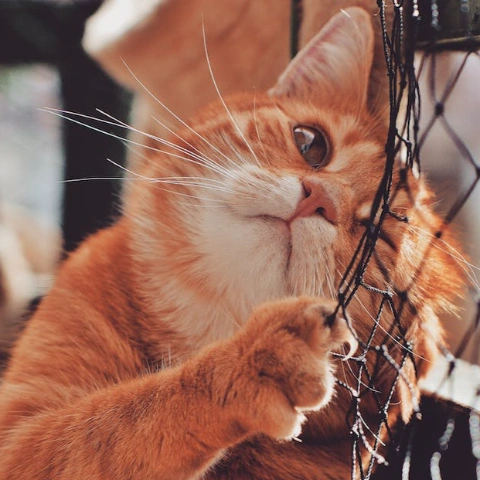 건강정보>>> 고양이 건강정보 반려묘 건강팁 줍줍!!! 안내 이미지